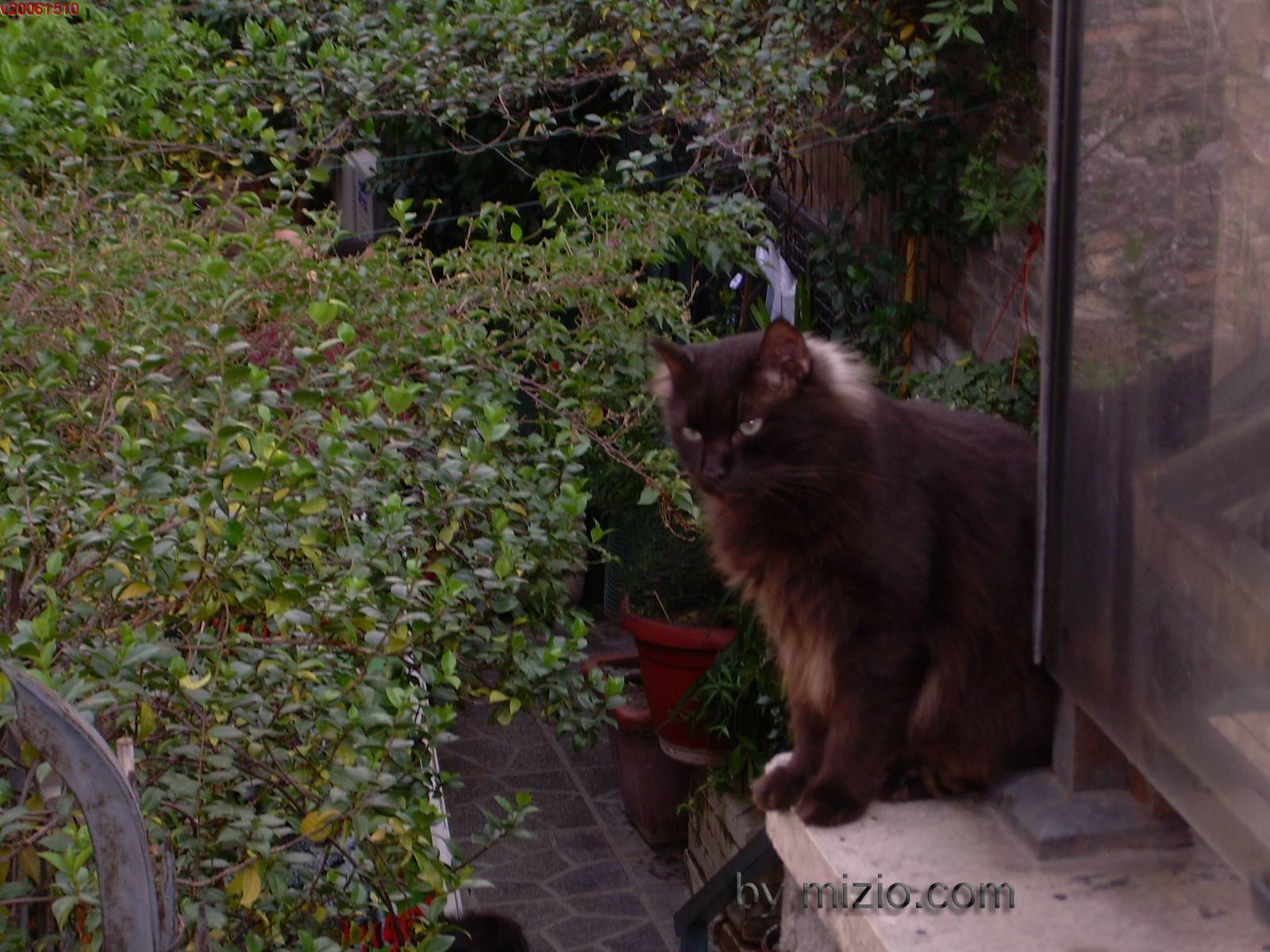 monumenti di Roma, gatti al sole d'' Ottobre